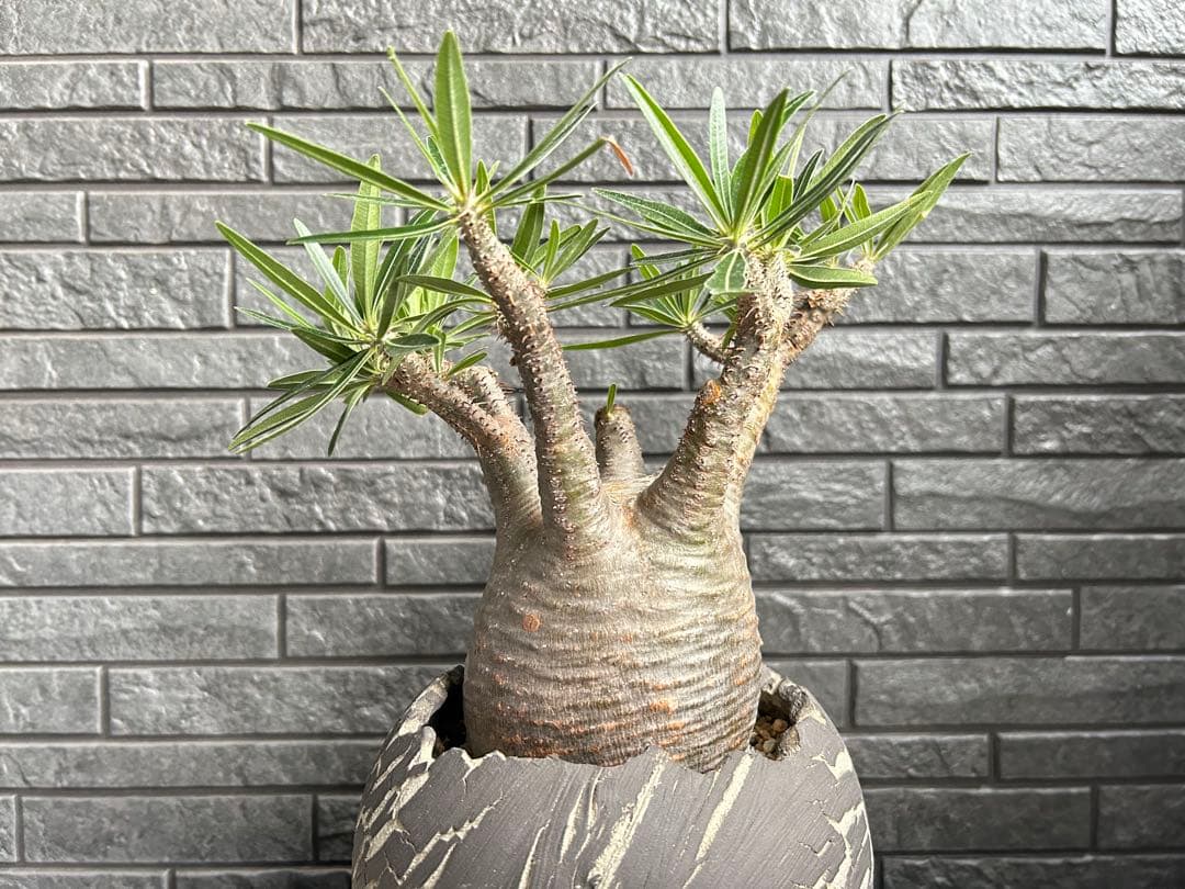 パキポディウム グラキリス【美株】鉢・受皿付き 現地株 現地球