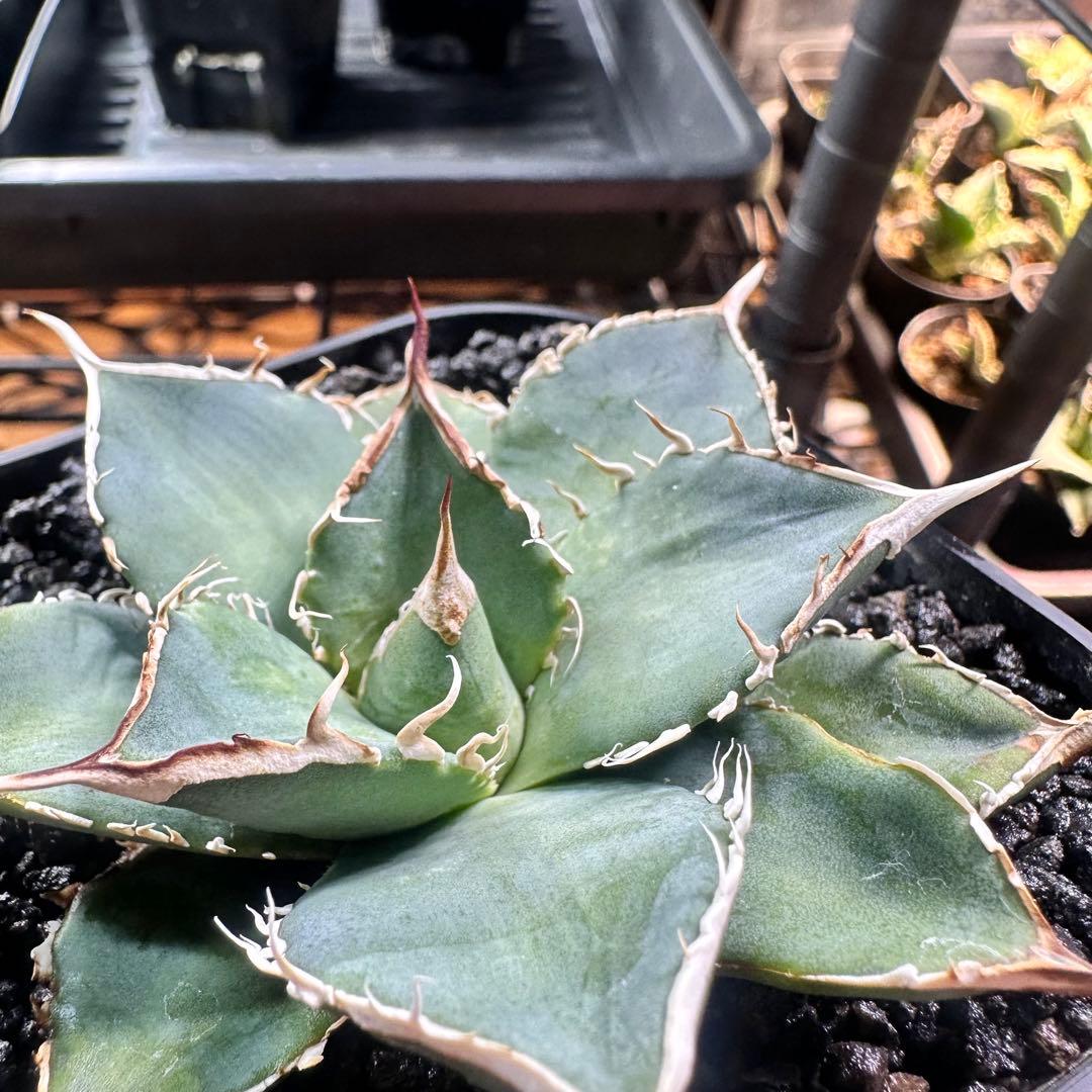 アガベ　オテロイ実生　白鋸歯