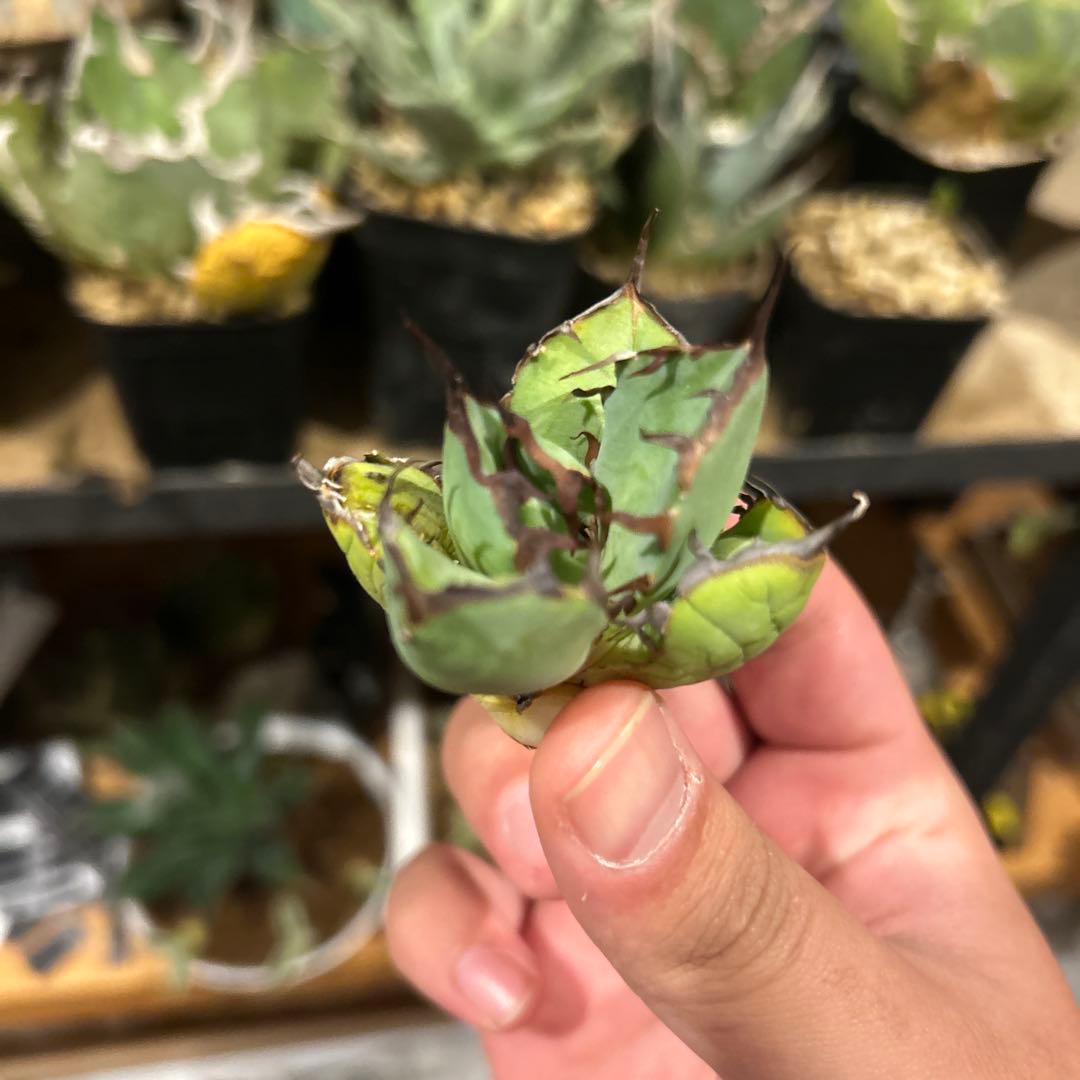 タイキチページ