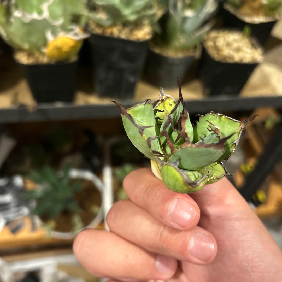 タイキチページ