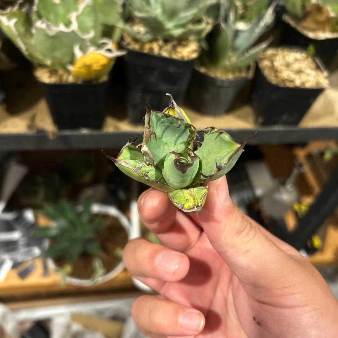 タイキチページ