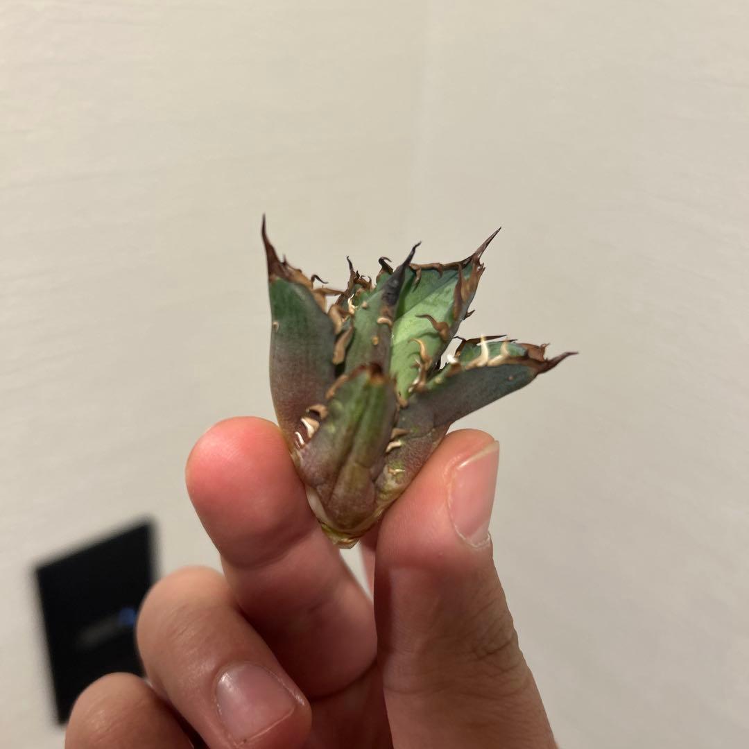 タイキチページ