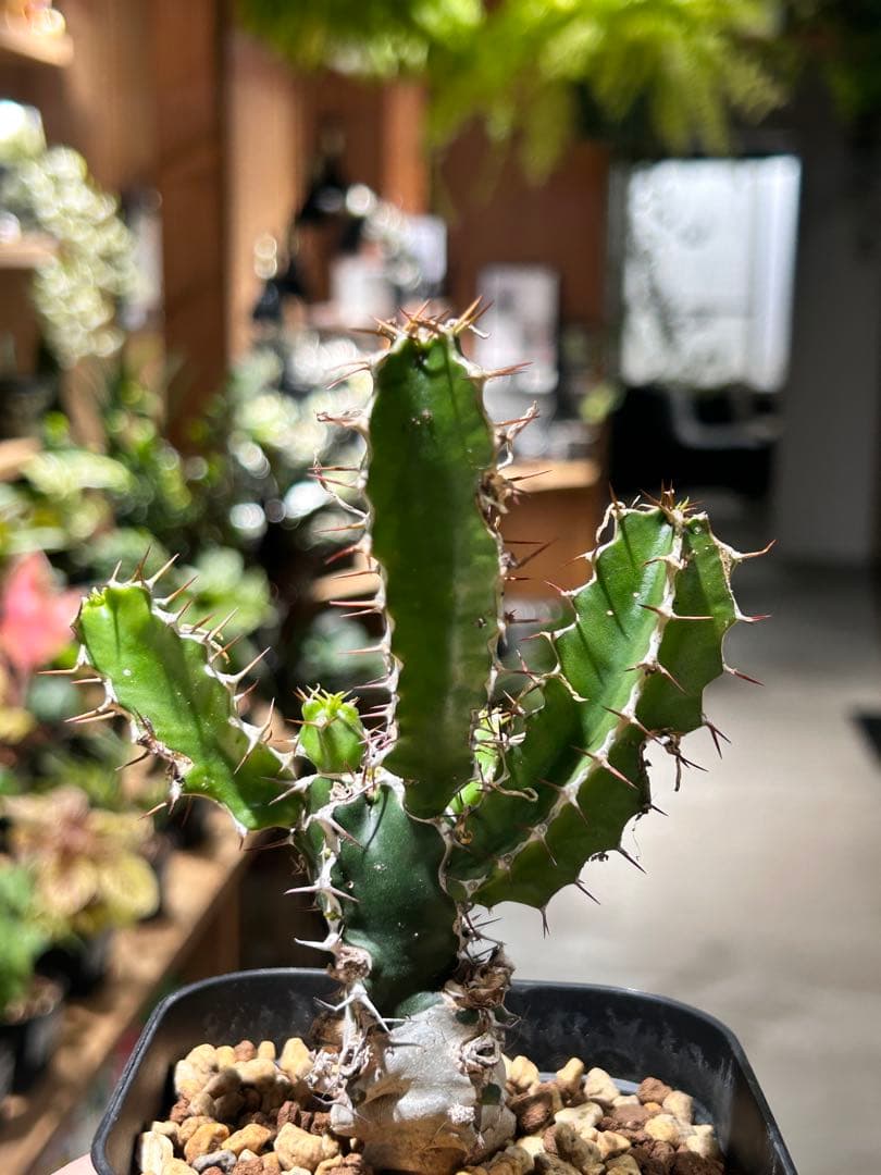 ユーフォルビア　ムランジーナ　B