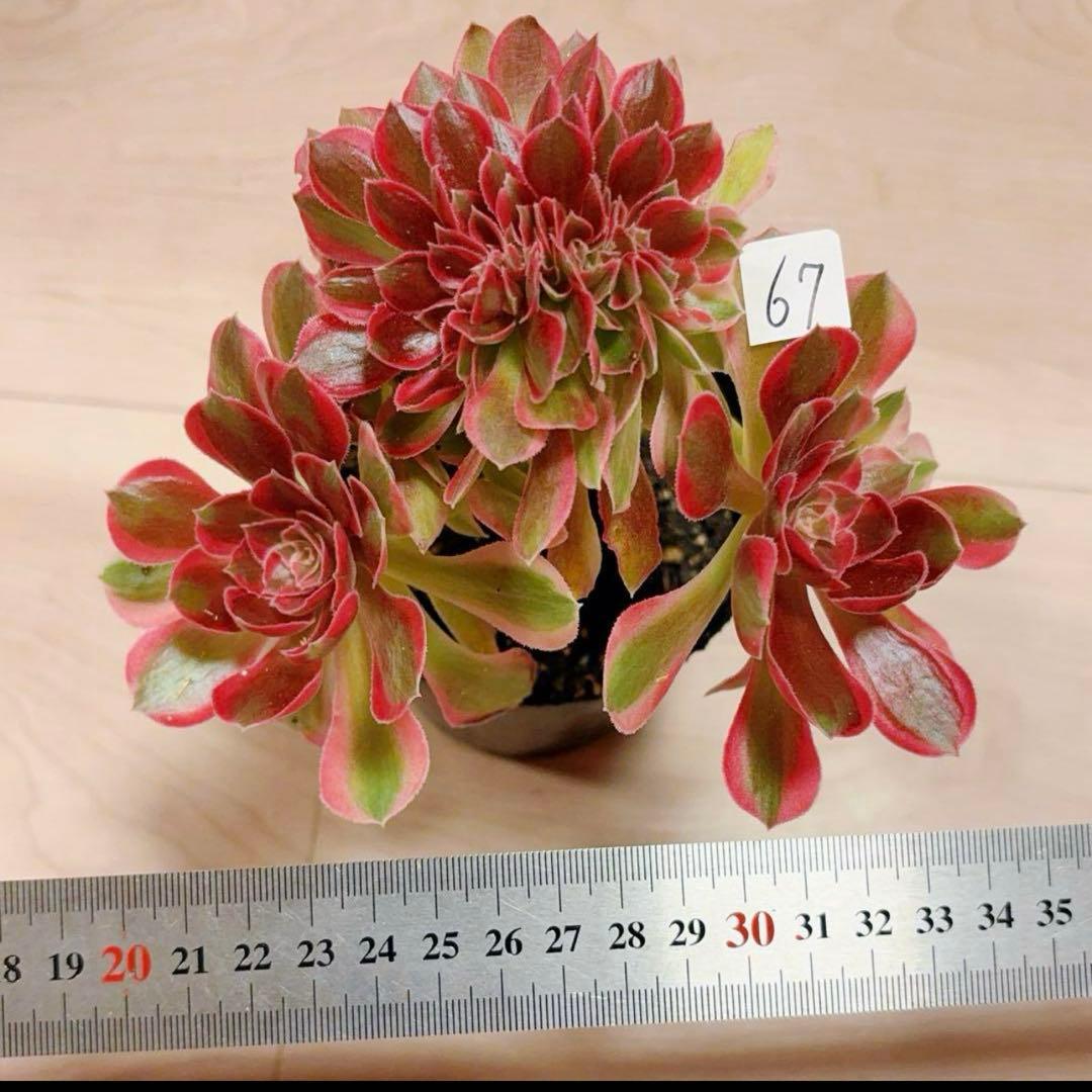 67#多肉植物アエオニウム錦❤️ピンクウィッチセッカ❤️16cm 拔き苗