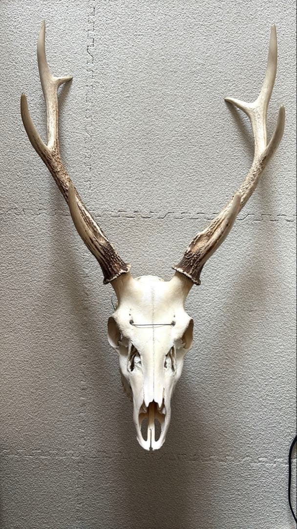 専用 スカル頭蓋骨　ハンティングトロフィー　剥製　はく製　エゾシカ　鹿角　角　鹿