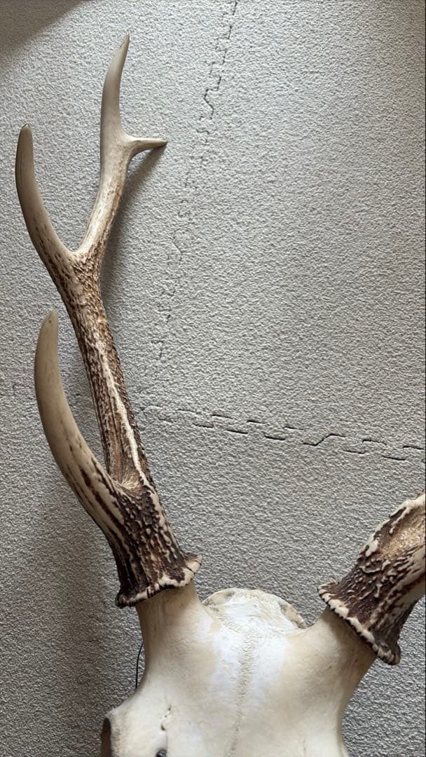 専用 スカル頭蓋骨　ハンティングトロフィー　剥製　はく製　エゾシカ　鹿角　角　鹿