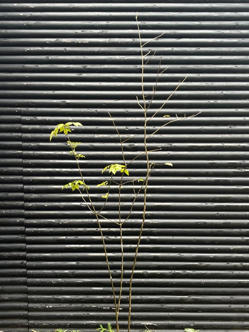 山採り天然　アオダモ　3本株立ち　81