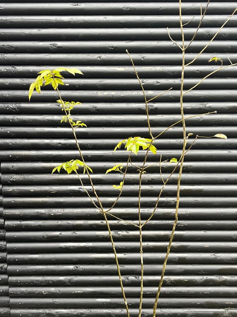 山採り天然　アオダモ　3本株立ち　81