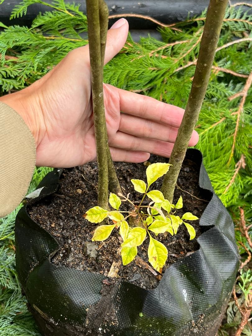 山採り天然　アオダモ　3本株立ち　81