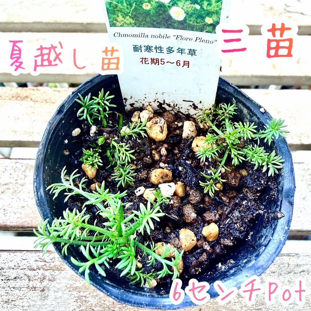 八重咲きローマン　苗　ダブルフラワーカモミール　カモミール　ハーブ　夏越し