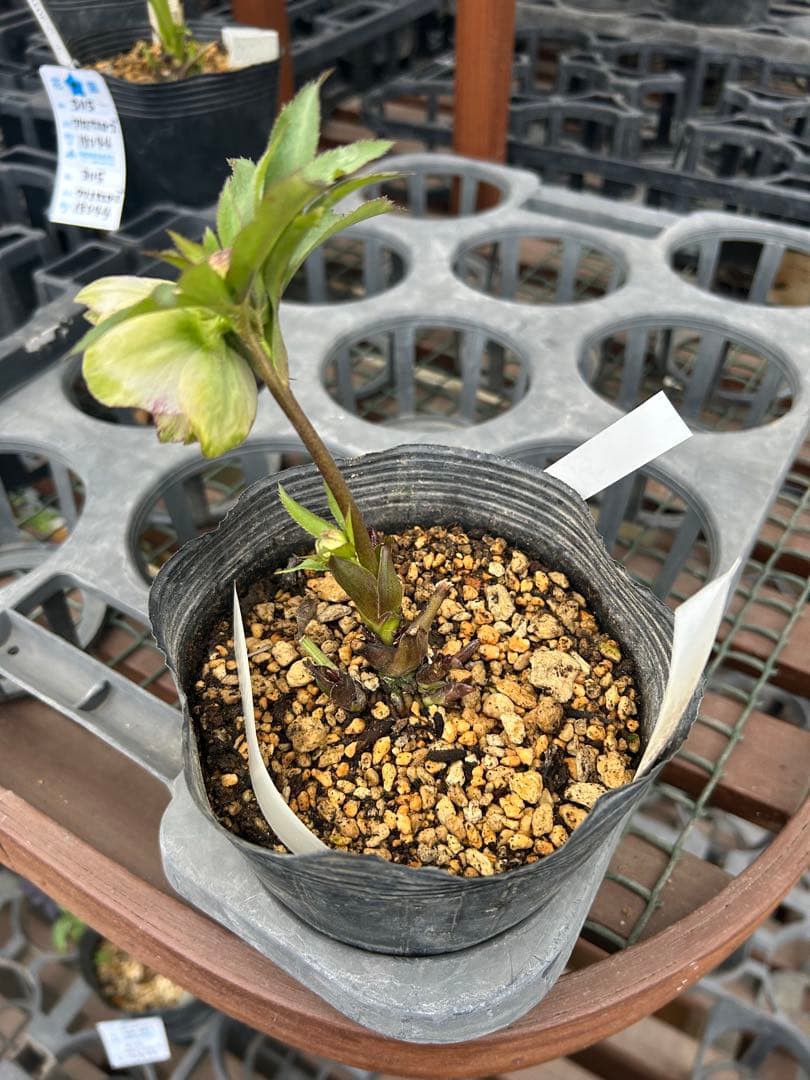 加藤農園 グリーンリップ 緑爪 クリスマスローズ同梱可能