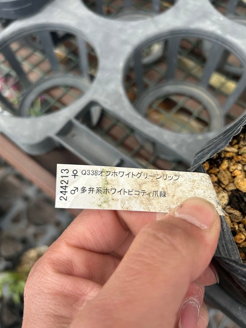 加藤農園 グリーンリップ 緑爪 クリスマスローズ同梱可能