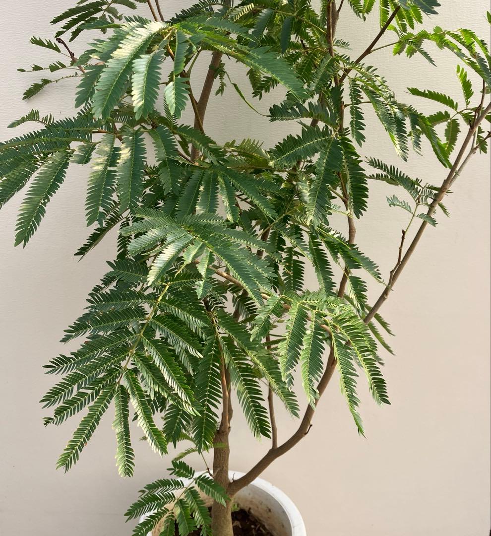 ネムの木　エバーフレッシュ　鉢皿付き