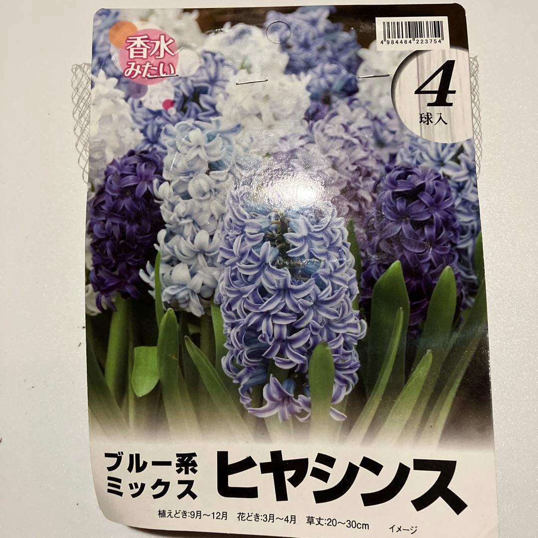 ヒヤシンス球根【16球】