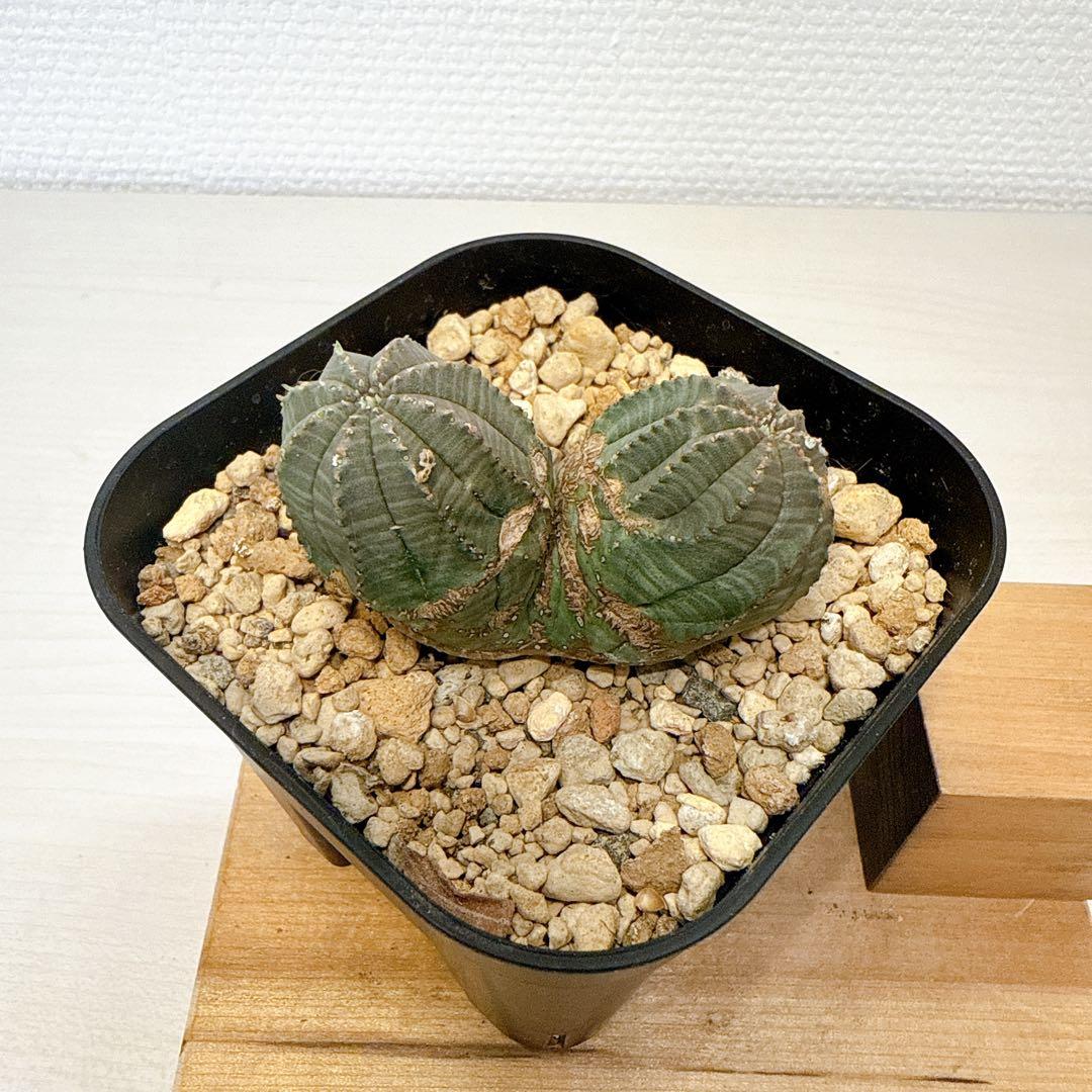 2頭オベサ【発根済】ユーフォルビア/バリダ ホリダ