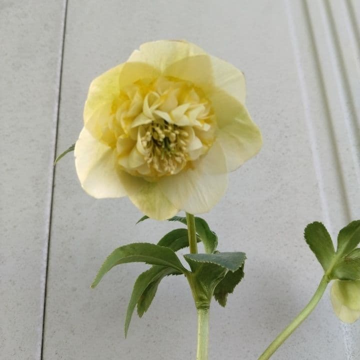 加藤農園モーリー 黄色 花開花株。No19