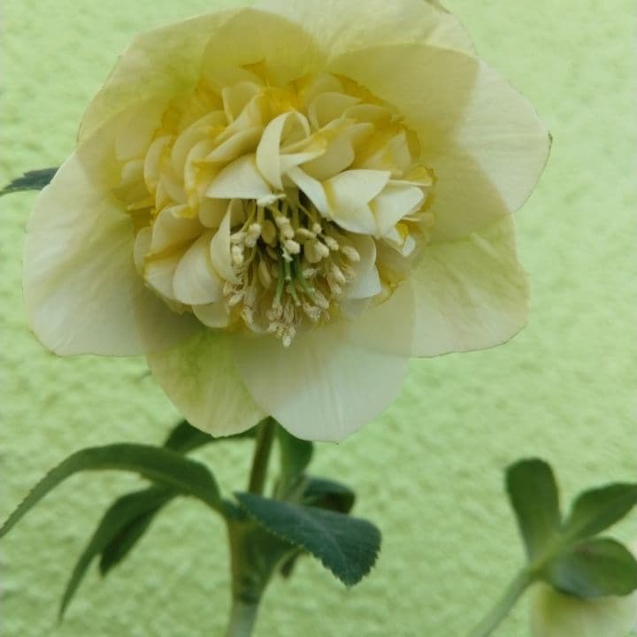 加藤農園モーリー 黄色 花開花株。No19