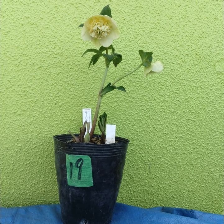 加藤農園モーリー 黄色 花開花株。No19