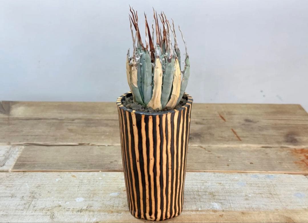 エボリスピナ【発根済】【現地球】【ramat鉢】