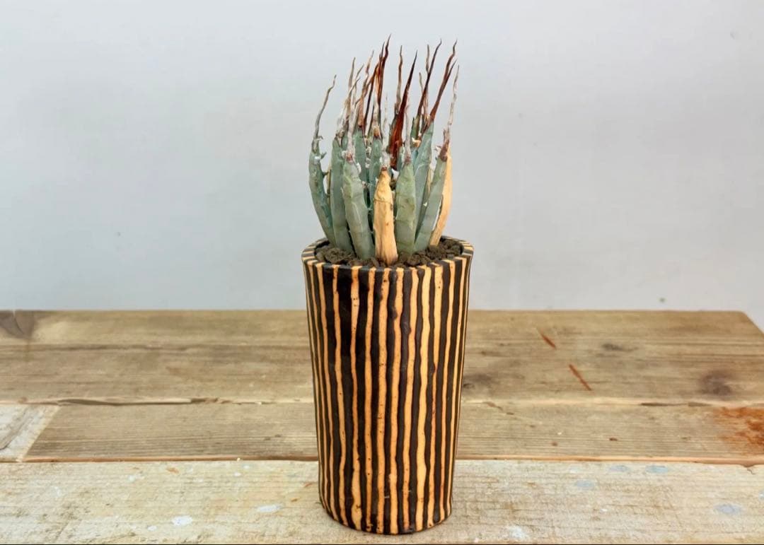 エボリスピナ【発根済】【現地球】【ramat鉢】