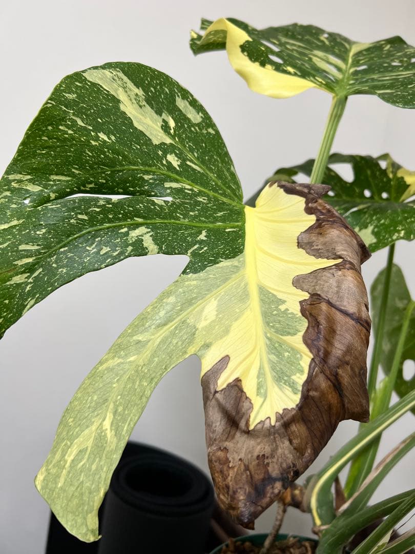 モンステラ　タイコンストレーション選抜株