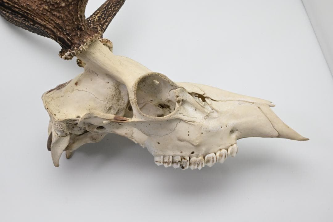 置物 壁掛け 刀置き 頭骨付き 上歯付き 鹿の角 2024年産