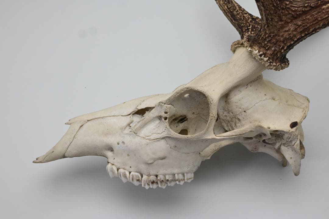 置物 壁掛け 刀置き 頭骨付き 上歯付き 鹿の角 2024年産