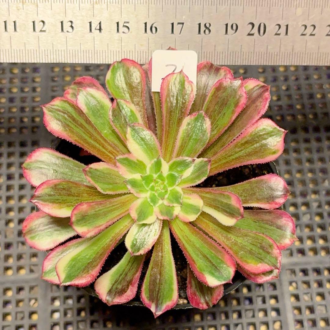 21#多肉植物アエオニウム錦❤️銅花順錦❤️1大頭10cm拔き苗