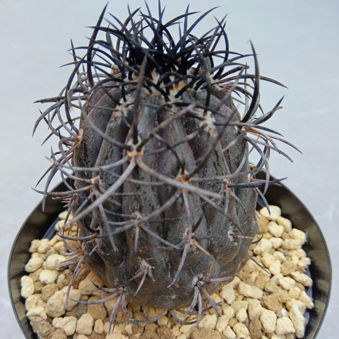 グリセオビオラセア栗星玉自根国内繁殖苗コピアポア（黒王丸孤竜丸）