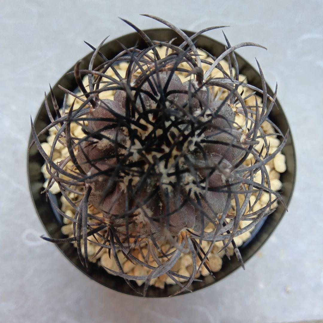 グリセオビオラセア栗星玉自根国内繁殖苗コピアポア（黒王丸孤竜丸）