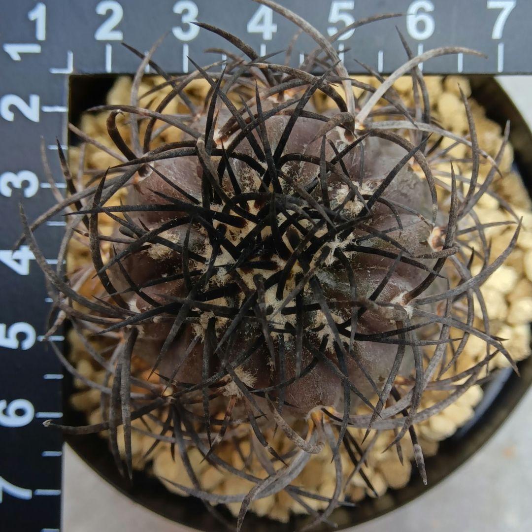 グリセオビオラセア栗星玉自根国内繁殖苗コピアポア（黒王丸孤竜丸）