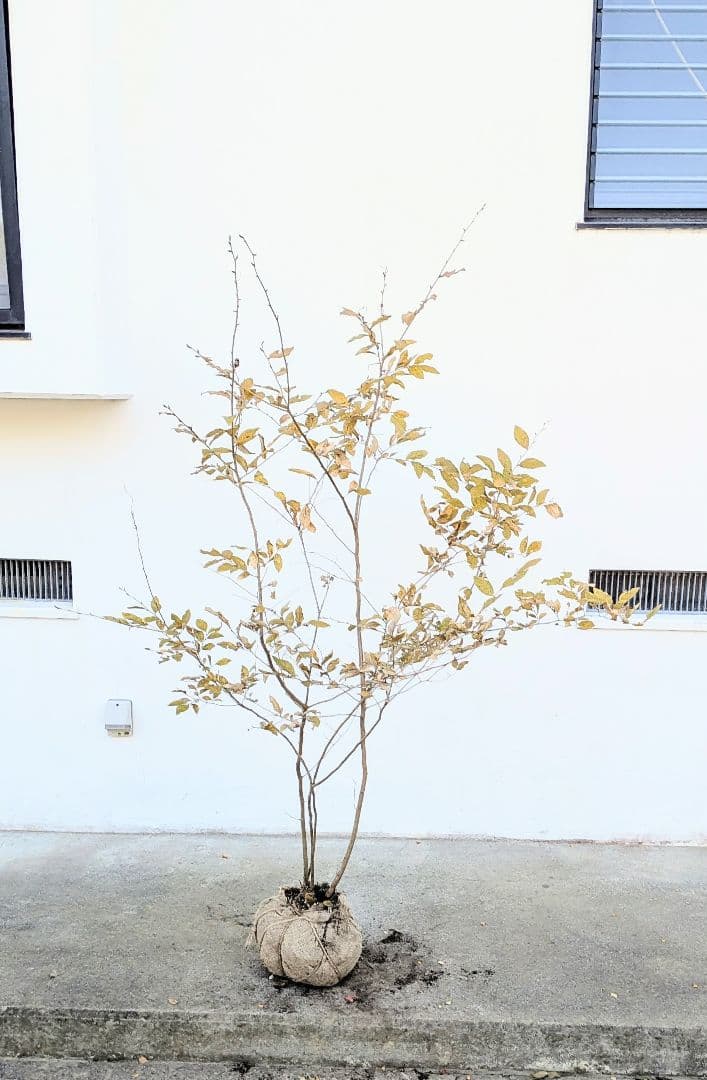 みずたま。山採りシロモジとヤマコウバシ。。。