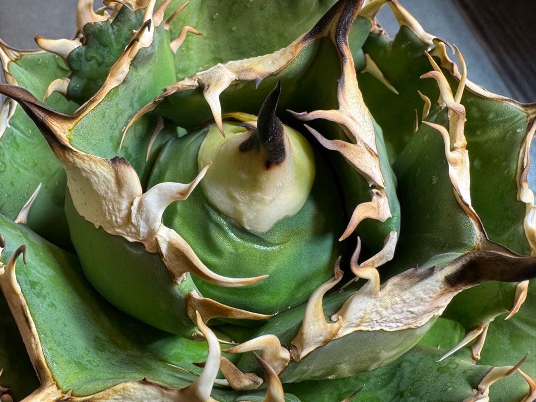 アガベ Muffinオテロイ実生ヤバ株の子株①