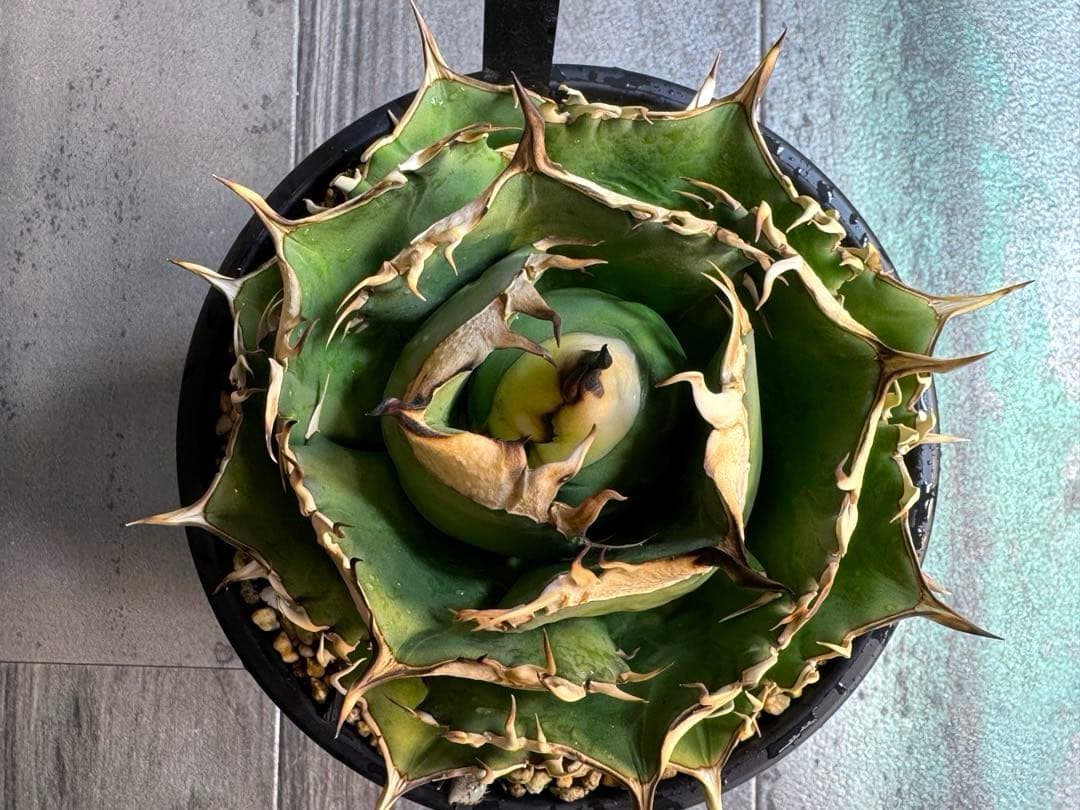 アガベ Muffinオテロイ実生ヤバ株の子株①