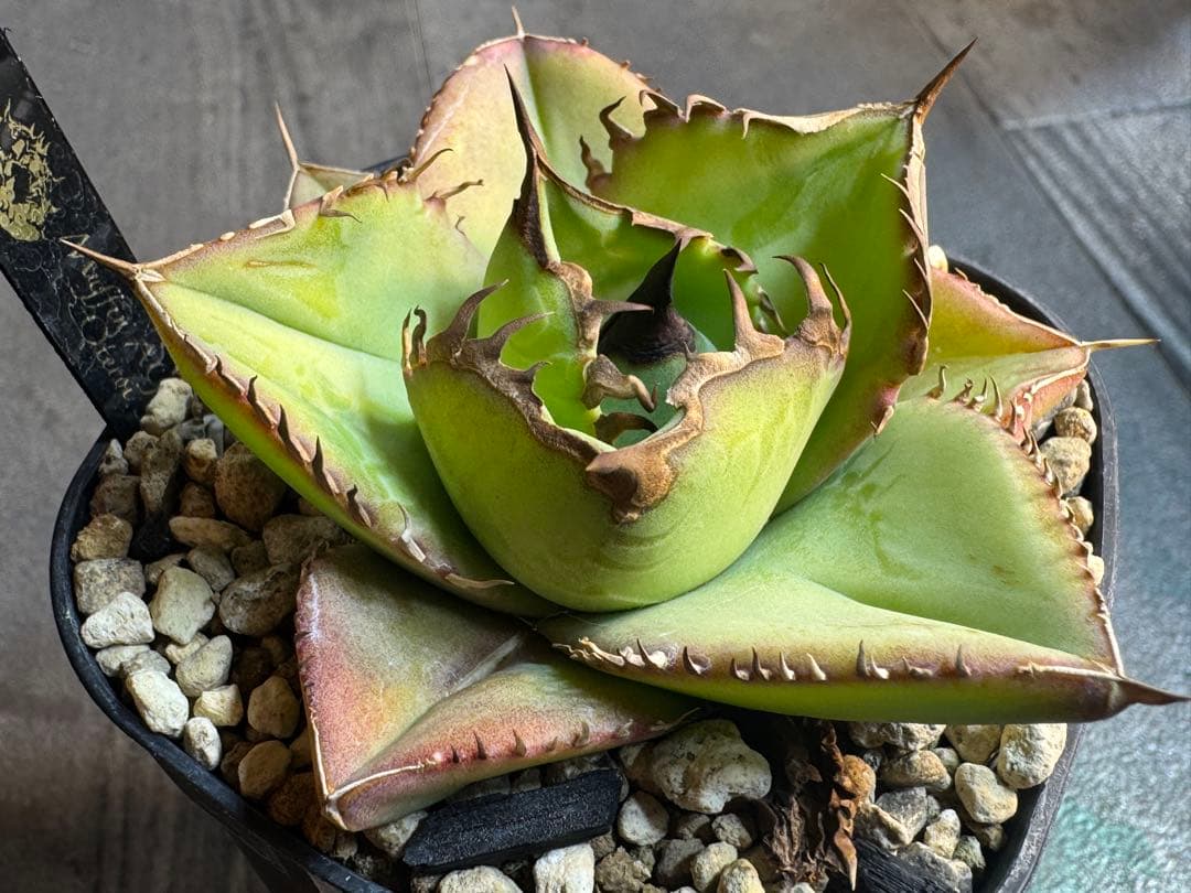 アガベ Muffinオテロイ実生ヤバ株の子株①