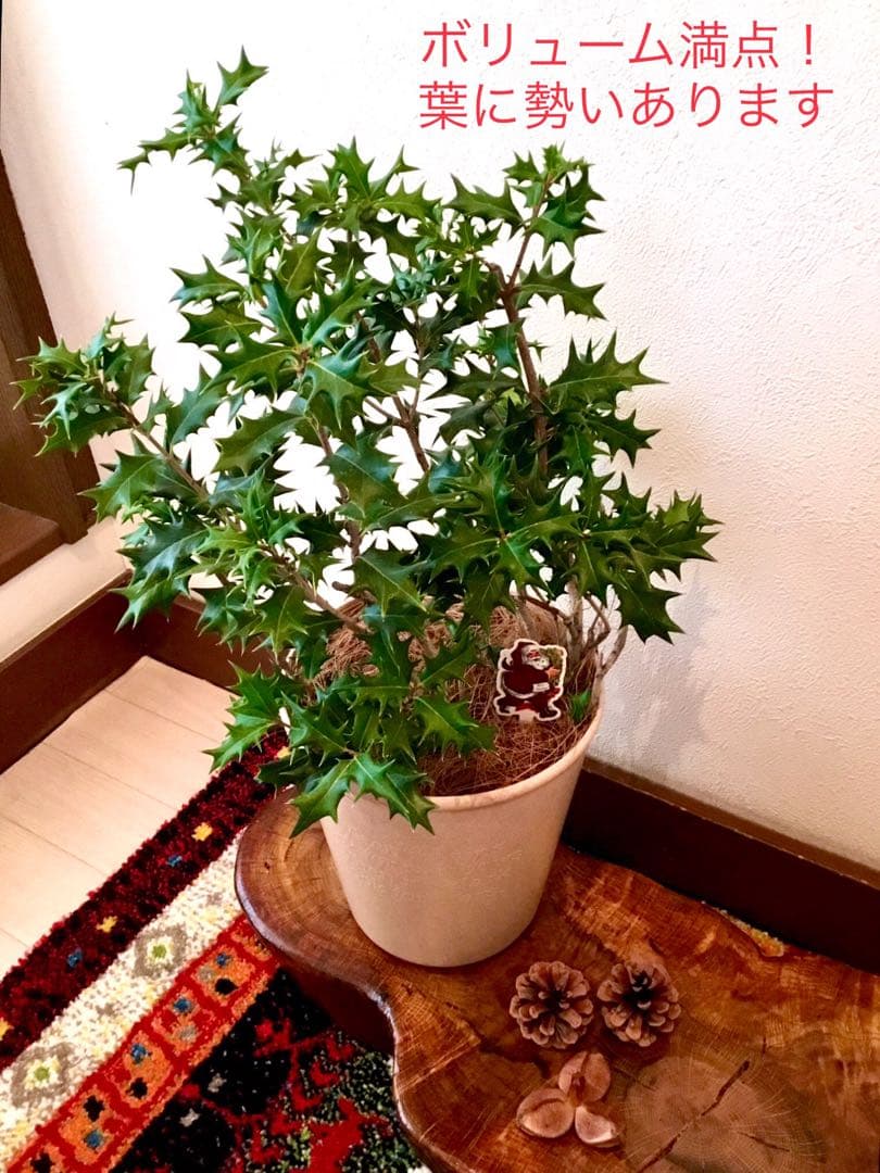 完売　　　天然野生とっても大きな柊さん【ひいらぎ＊クリスマスツリー】クリスマス