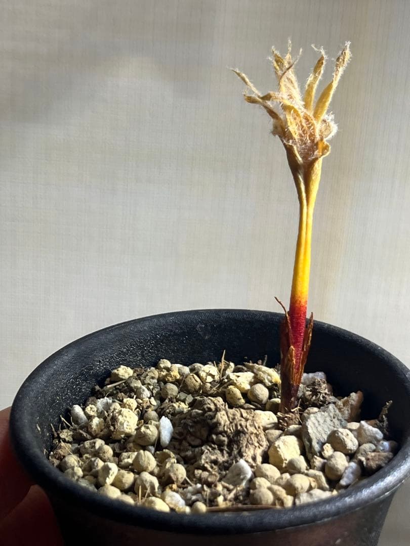 エリオスペルマム フォリオリフェルム