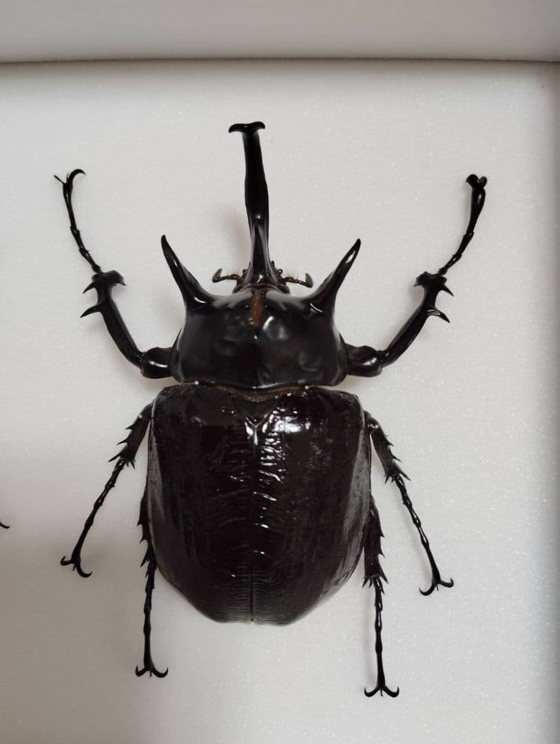 【マルスゾウカブトムシ】 マルス標本 雌雄セット　昆虫セット　オスメスペア