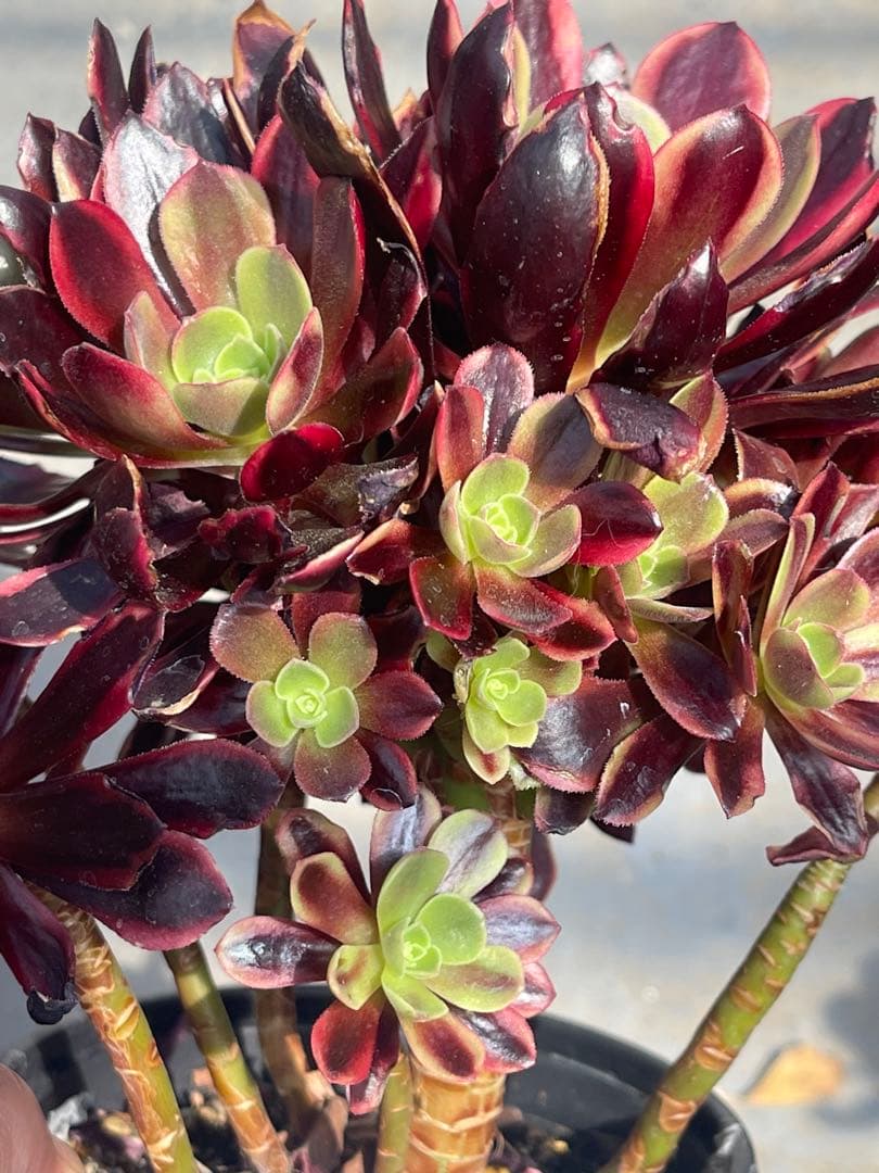 多肉植物アエオニウム  ꕤ欧嘉麗法師錦ꕤ木立、高足 プーケ型 大苗群生20頭以上