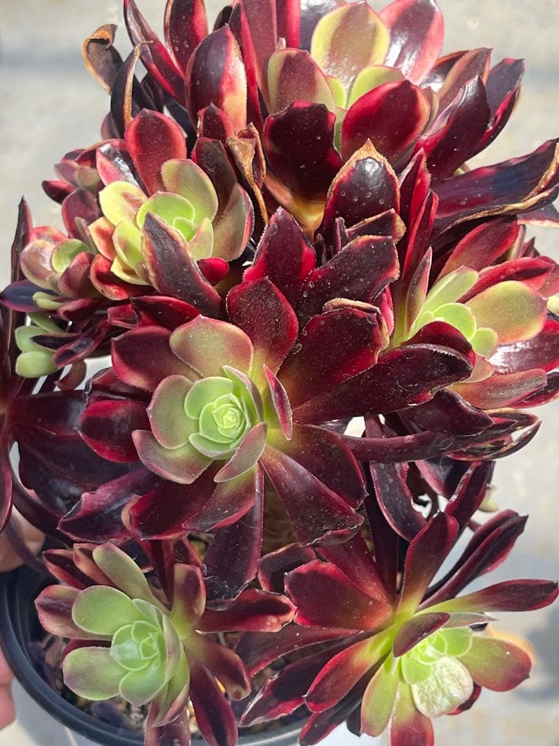 多肉植物アエオニウム  ꕤ欧嘉麗法師錦ꕤ木立、高足 プーケ型 大苗群生20頭以上