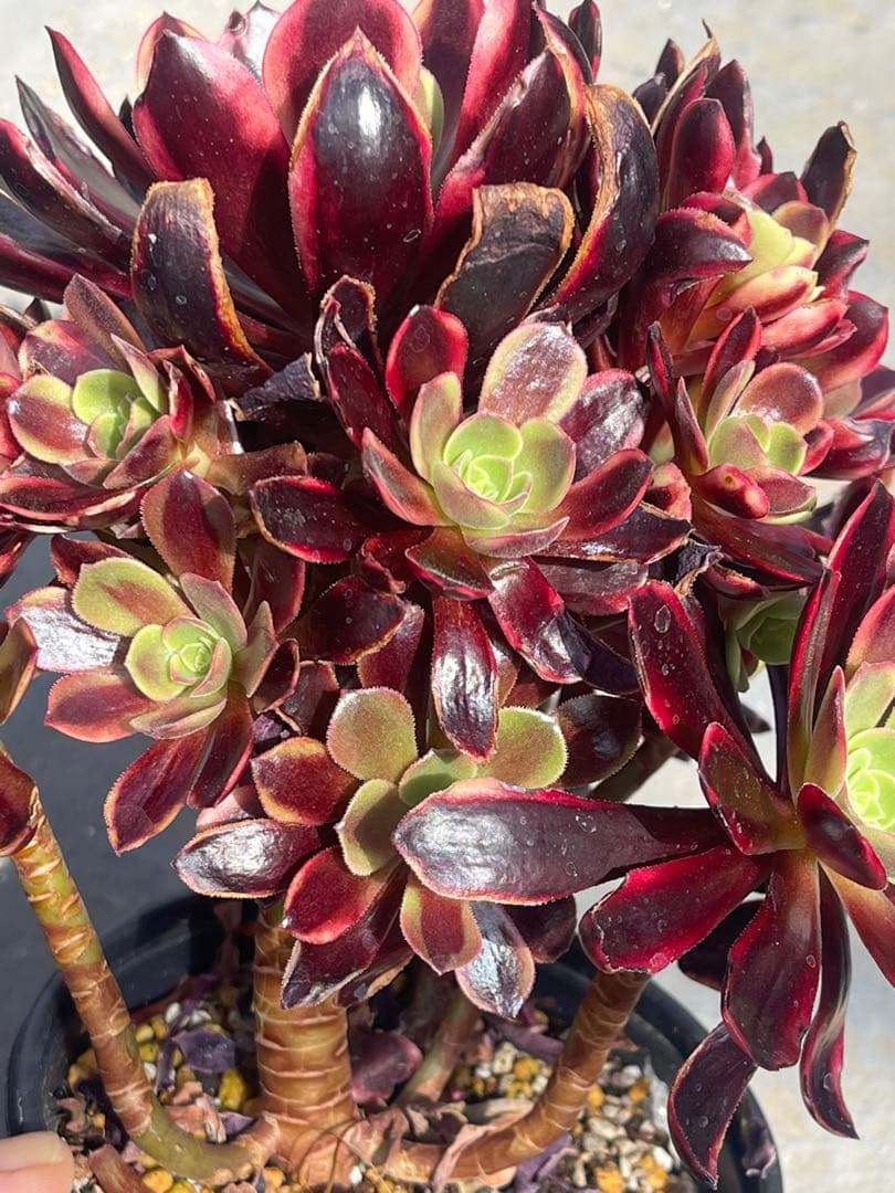 多肉植物アエオニウム  ꕤ欧嘉麗法師錦ꕤ木立、高足 プーケ型 大苗群生20頭以上