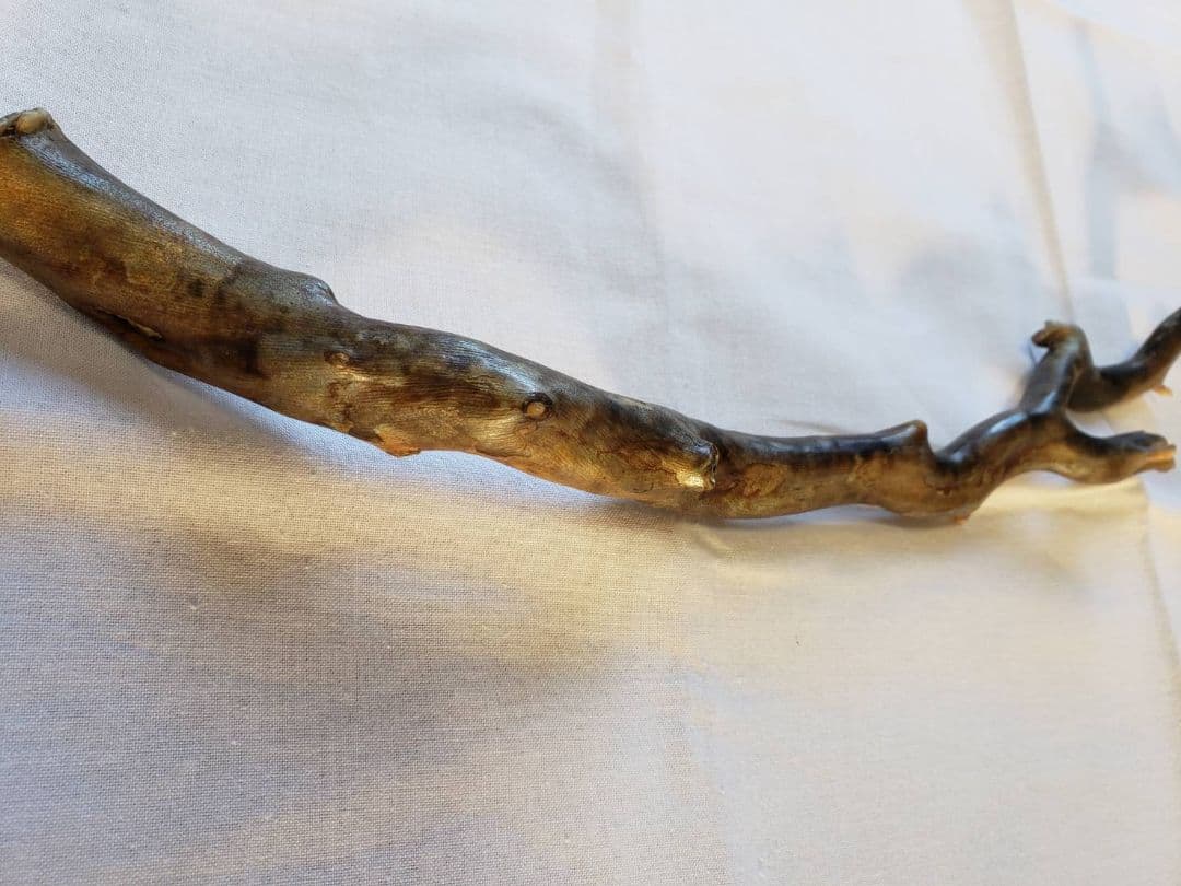 深海松☆レインボーコーラル☆宝石珊瑚