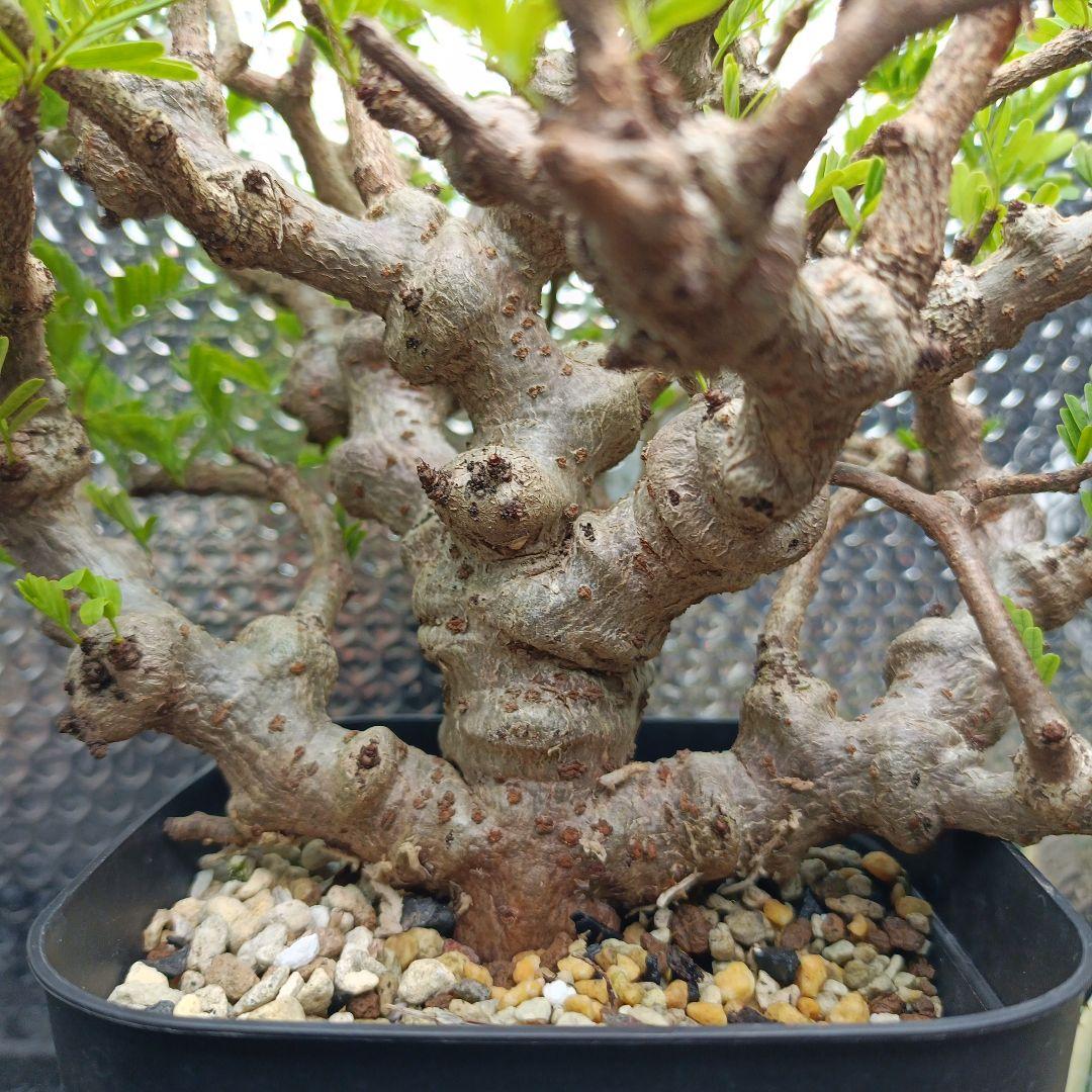 センナ　メリディオナリス　特大　極太 発根済　④