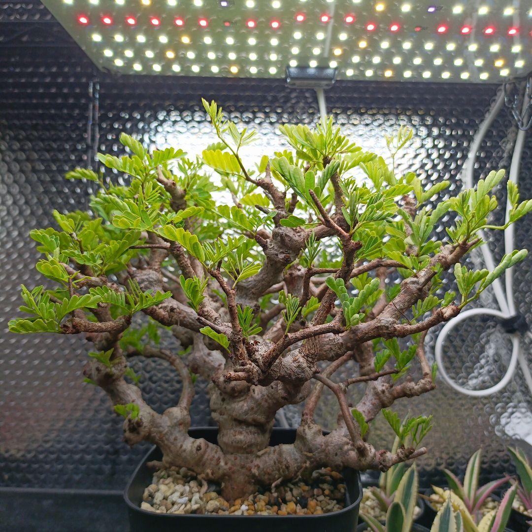 センナ　メリディオナリス　特大　極太 発根済　④