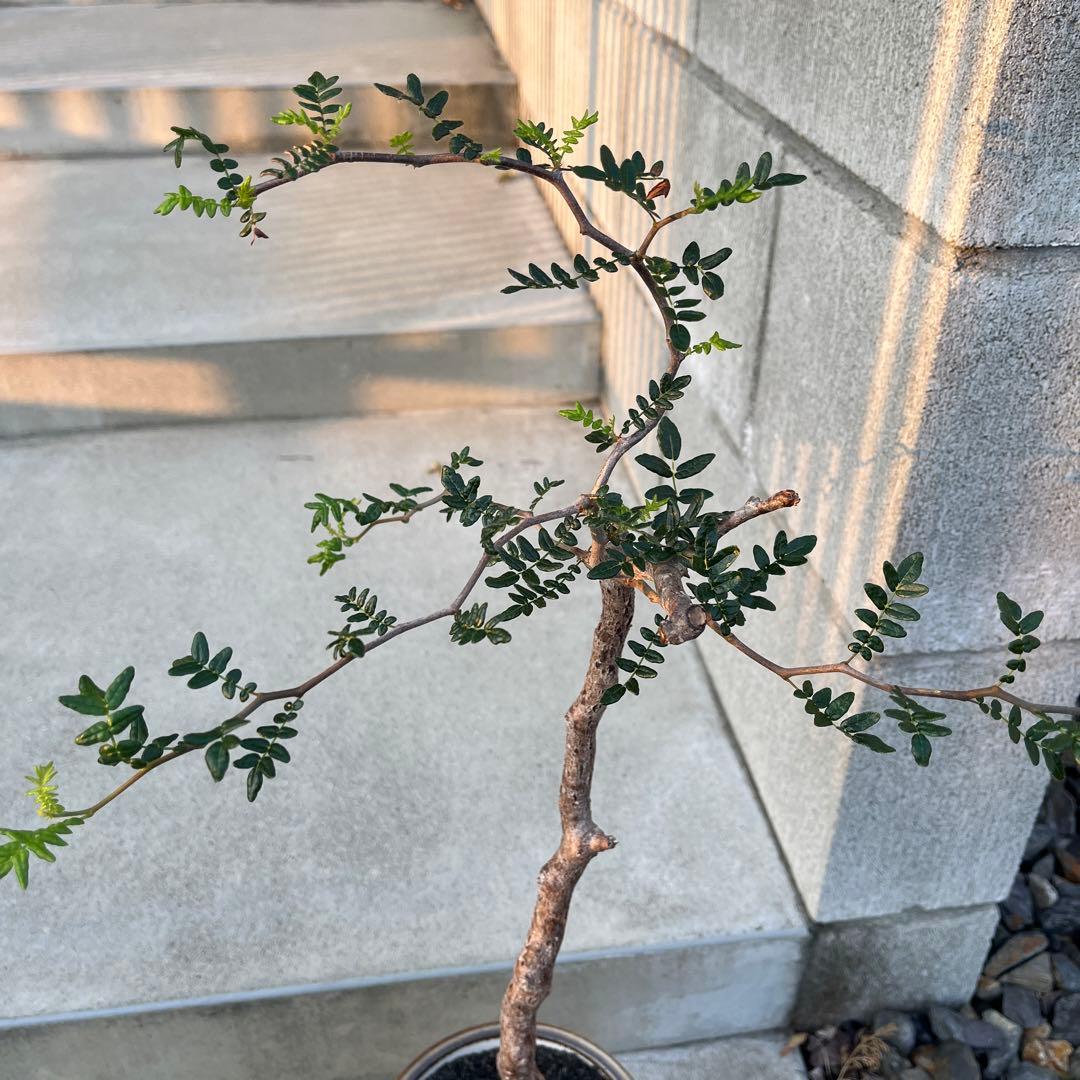 コミフォラ　モンストローサ　発根済