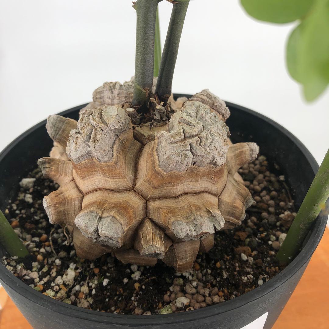 ① アフリカ亀甲竜　5号