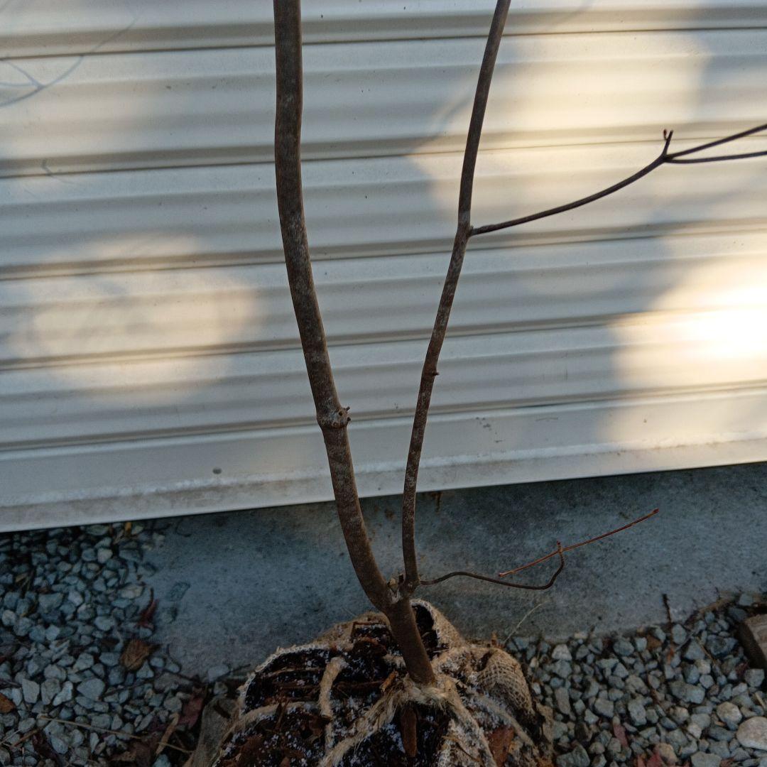 アブラツツジ　山採り　山ドウダンツツジ　双幹立ち