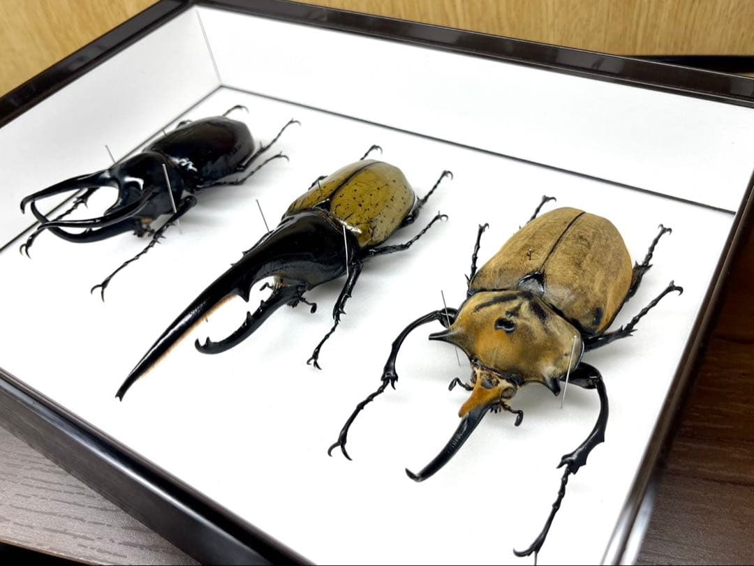 外国産カブト　3種　標本　ヘラクレス　エレファス　コーカサス