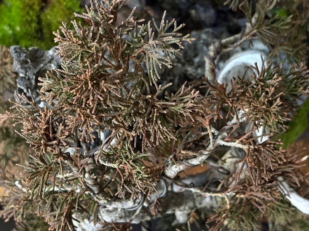 M*O様 [サービスオークション盆栽]真柏/石添え