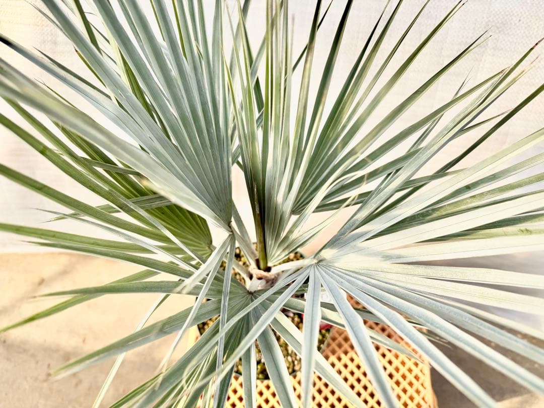 ブラヘアアルマータ　【葉が詰まった極上株】